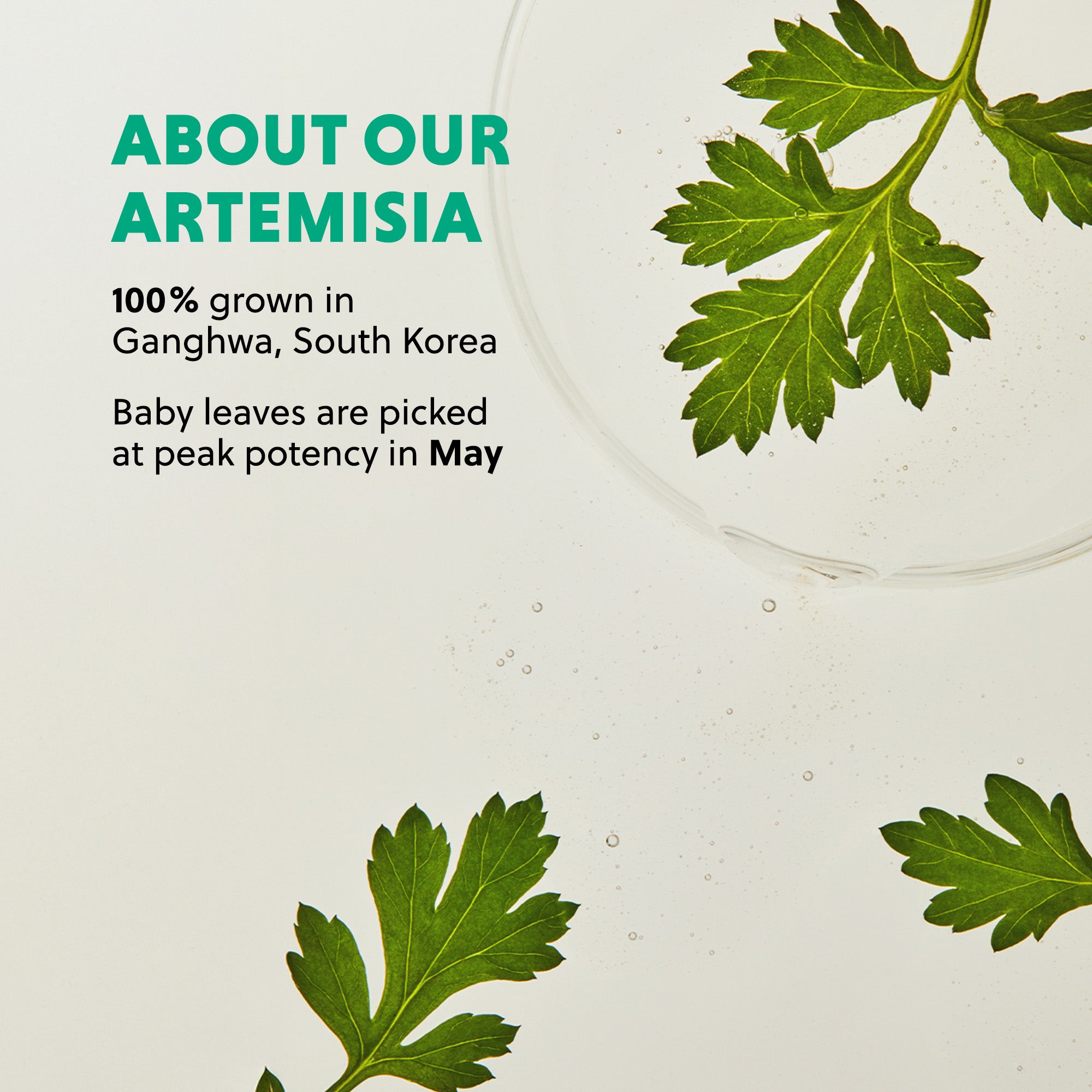 Introduction to Ganghwa-grown Artemisia, harvested at peak potency in May.