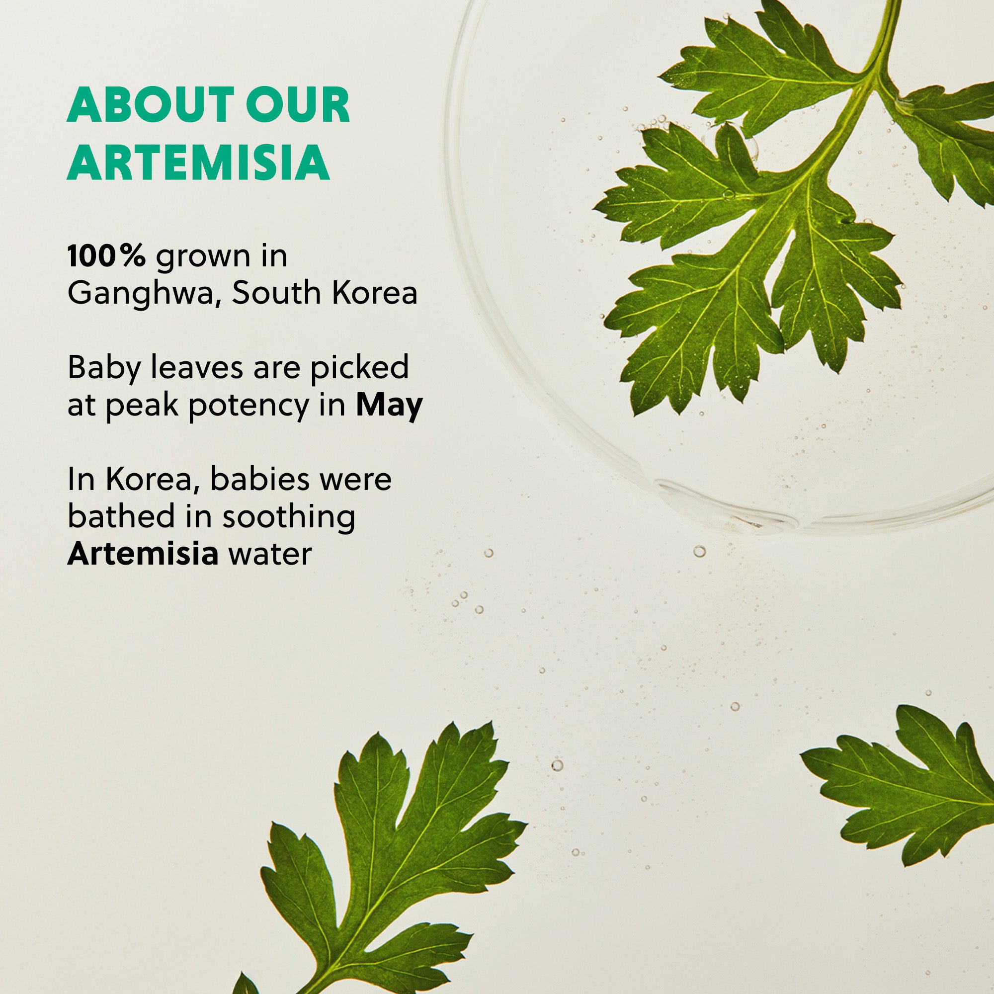 ARTEMISIA SOOTHING CLEANSING OIL