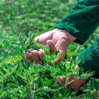 Hand touching fresh young mugwort leaves
