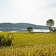 Scenic view of golden rice field and lake under sunlight.