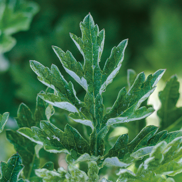 ARTEMISIA photo