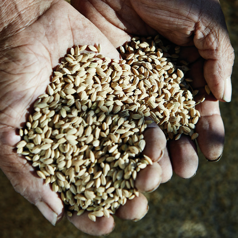 RED RICE photo